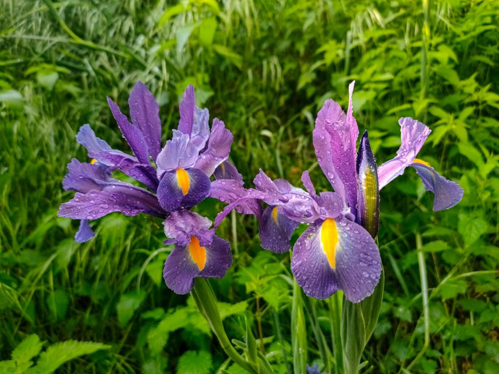 Xiphion xiphium (L.) M.B.Crespo, Mart.Azor�n & Mavrodiev